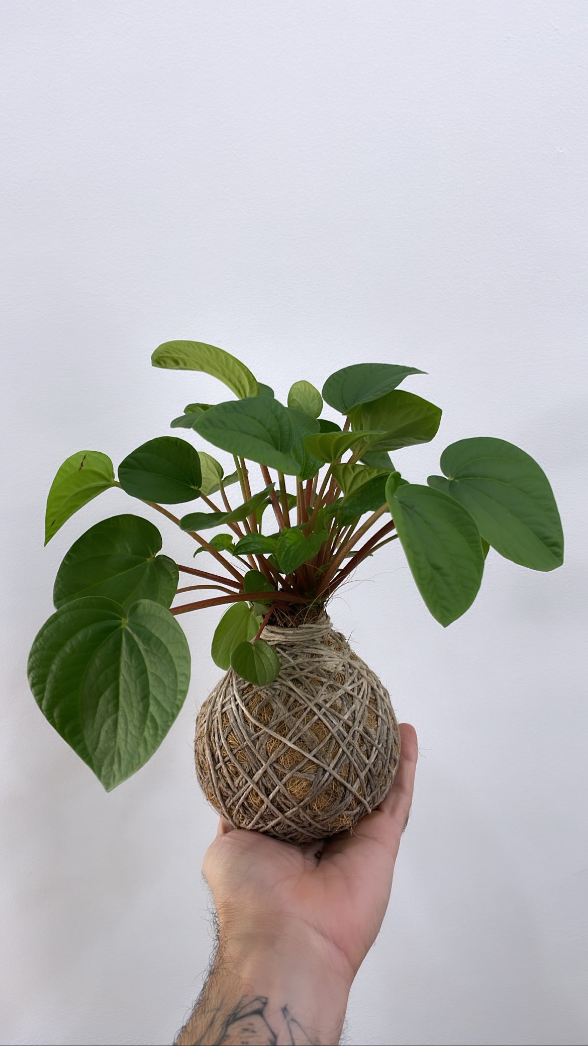 KOKEDAMA MAKING Workshop - Sunday 16th June 2024