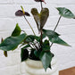 Valentines Day Combo - Anthurium  Black Beauty in Danica pot