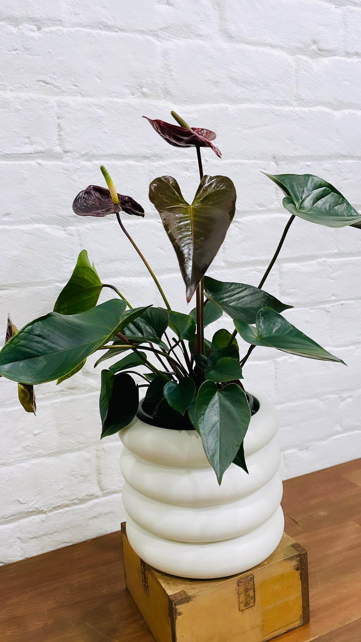 Valentines Day Combo - Anthurium  Black Beauty in Danica pot