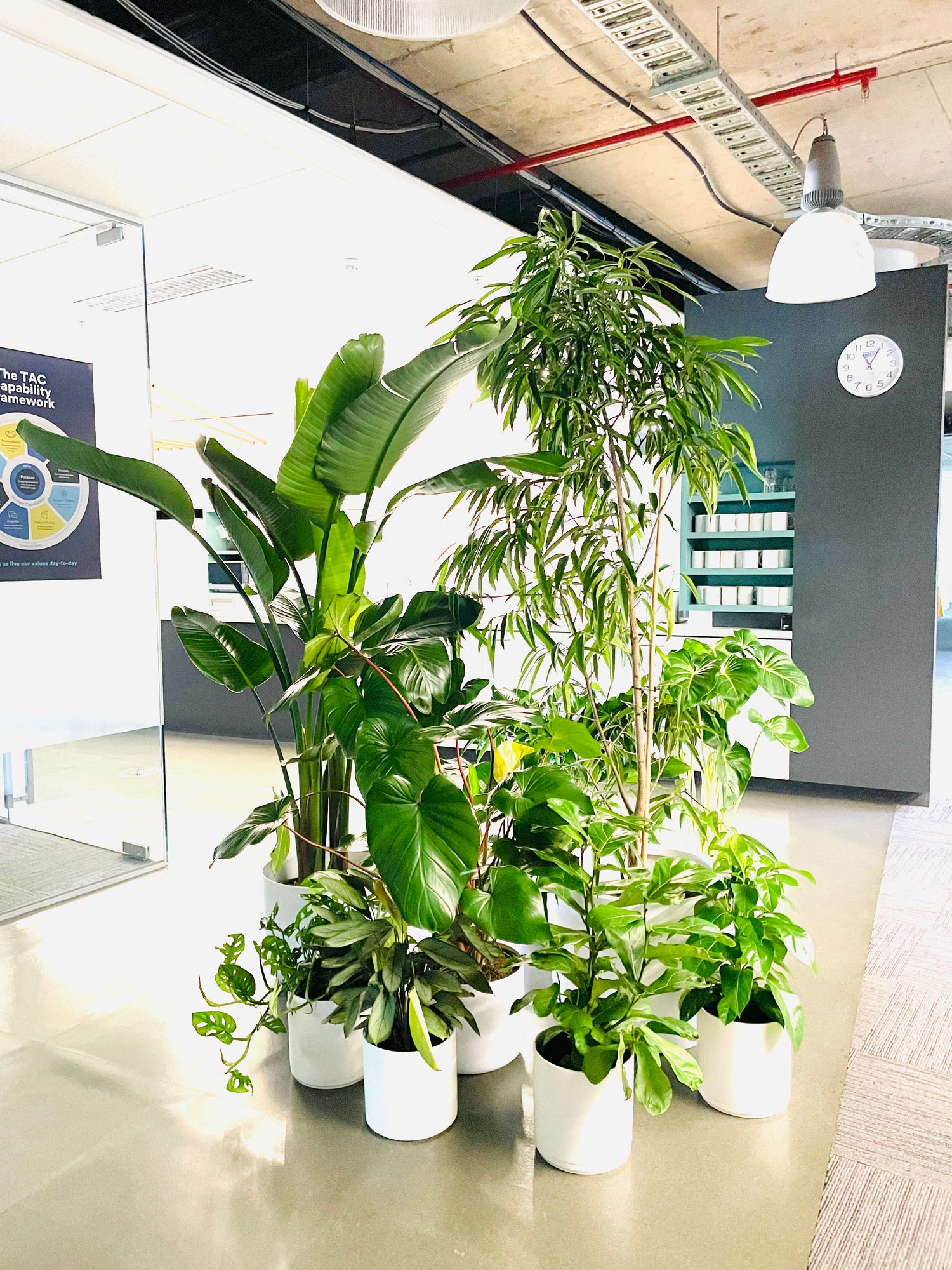 Event plant hire Plant rental for trade shows Graduation plant decorations Conference plant styling Short term plant hire Event greenery solutions Indoor plant hire for events