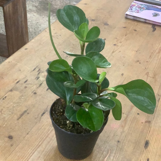 Peperomia obtusifolia 120mm
