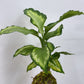 KOKEDAMA MAKING Workshop - Sunday 16th June 2024