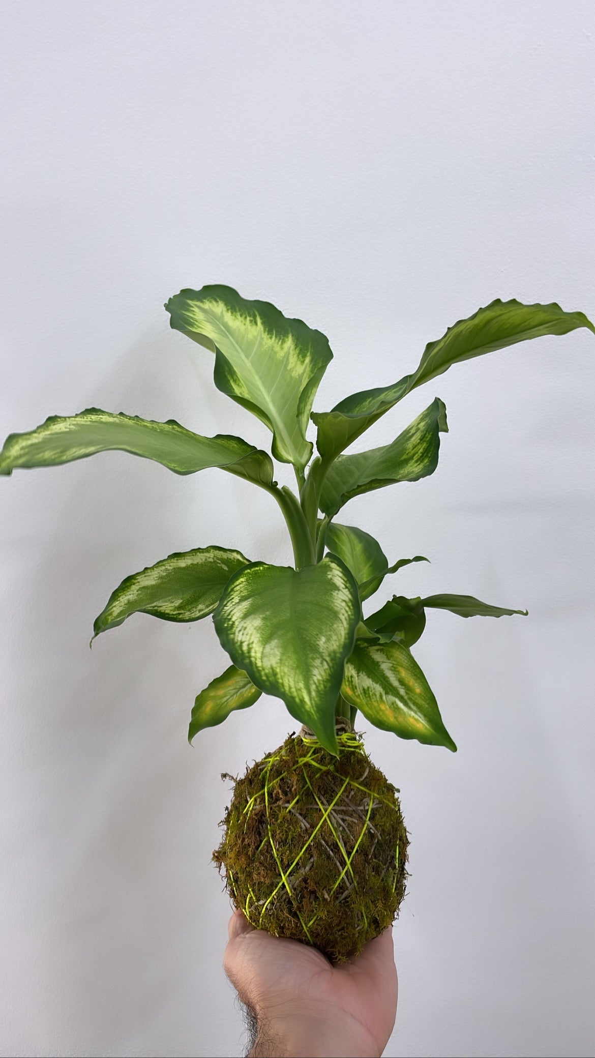 KOKEDAMA MAKING Workshop - Sunday 16th June 2024