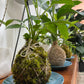 KOKEDAMA MAKING Workshop - Sunday 16th June 2024