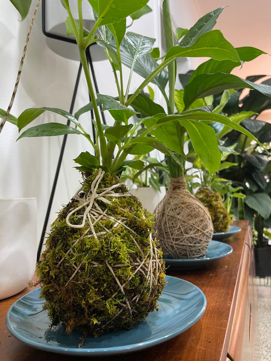 KOKEDAMA MAKING Workshop - Sunday 16th June 2024