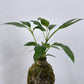 KOKEDAMA MAKING Workshop - Sunday 16th June 2024