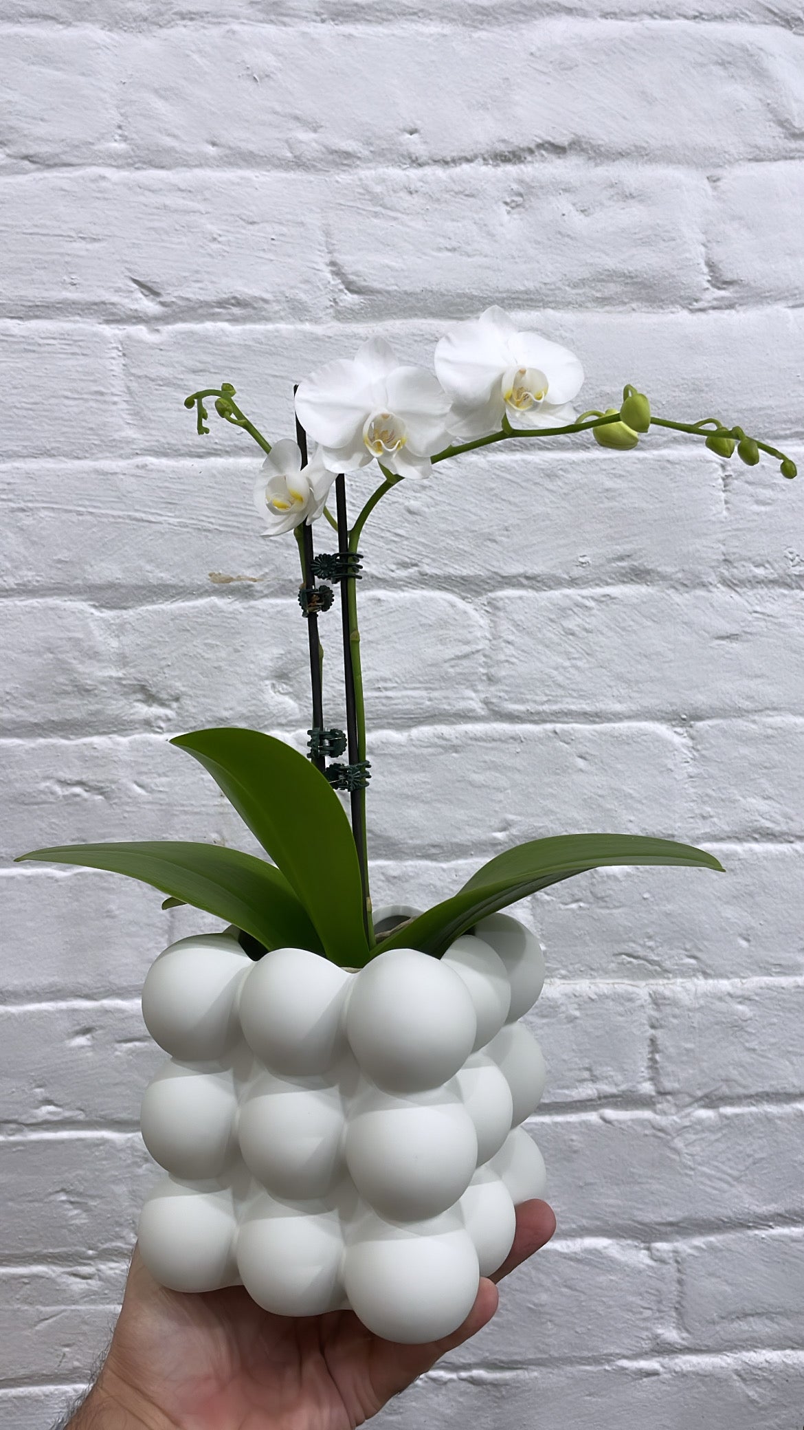 Valentines Day Combo - Orchid in Bubblo pot