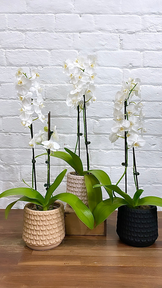 Valentines Day Combo - Orchid and Isobel Pot
