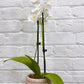 Valentines Day Combo - Orchid and Isobel Pot