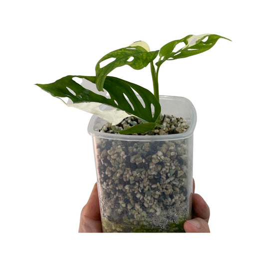 Monstera adansonii variegated - plant B