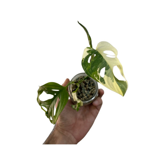 Monstera adansonii variegated - plant A