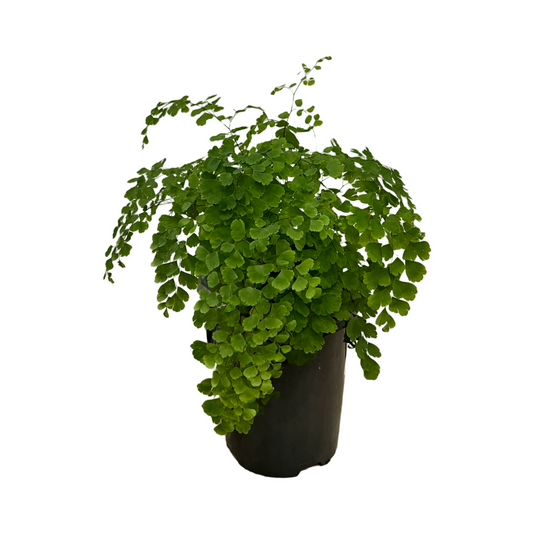 Maidenhair Fern