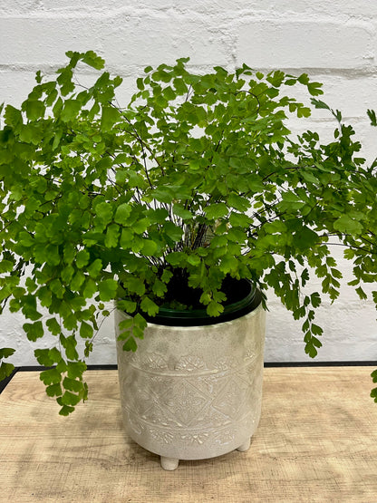 Adiantum fragrans 'Maidenhair Fern'
