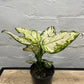 Assorted Aglaonema