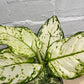 Assorted Aglaonema