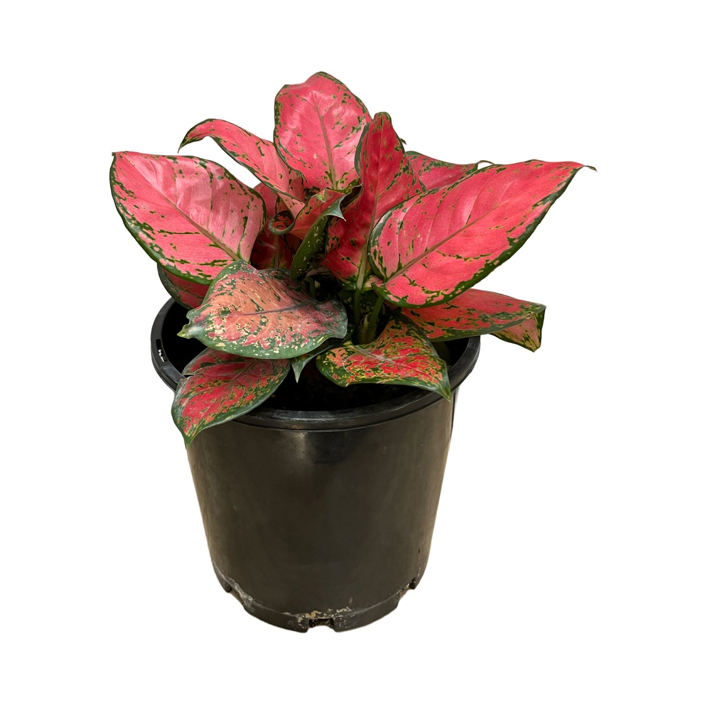 Assorted Aglaonema