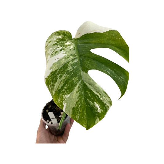 Monstera Albo Variegated Established Plant - single leaf