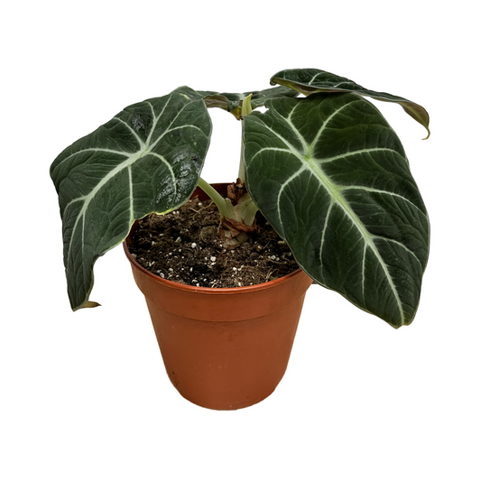 Alocasia Black Velvet