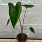 Alocasia 'Zebrina'