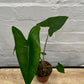 Alocasia 'Zebrina'