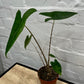 Alocasia 'Zebrina'