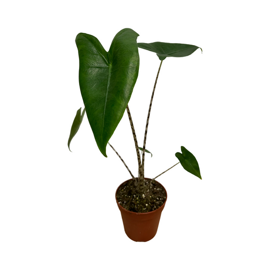 Alocasia Zebrina