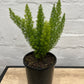 Asparagus meyerii 'Foxtail Fern' 140mm