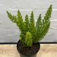 Asparagus meyerii 'Foxtail Fern' 140mm