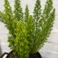 Asparagus meyerii 'Foxtail Fern' 140mm