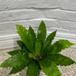 Asplenium australisicum 'Birds Nest Fern'