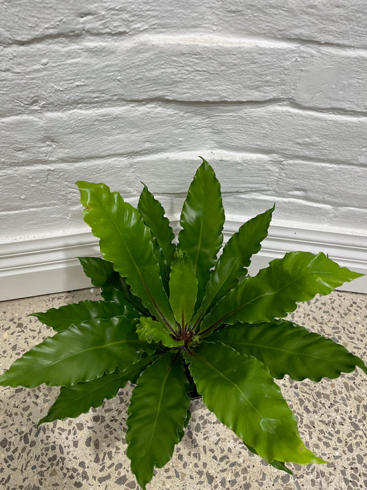 Asplenium australisicum 'Birds Nest Fern'