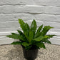 Asplenium australisicum 'Birds Nest Fern'