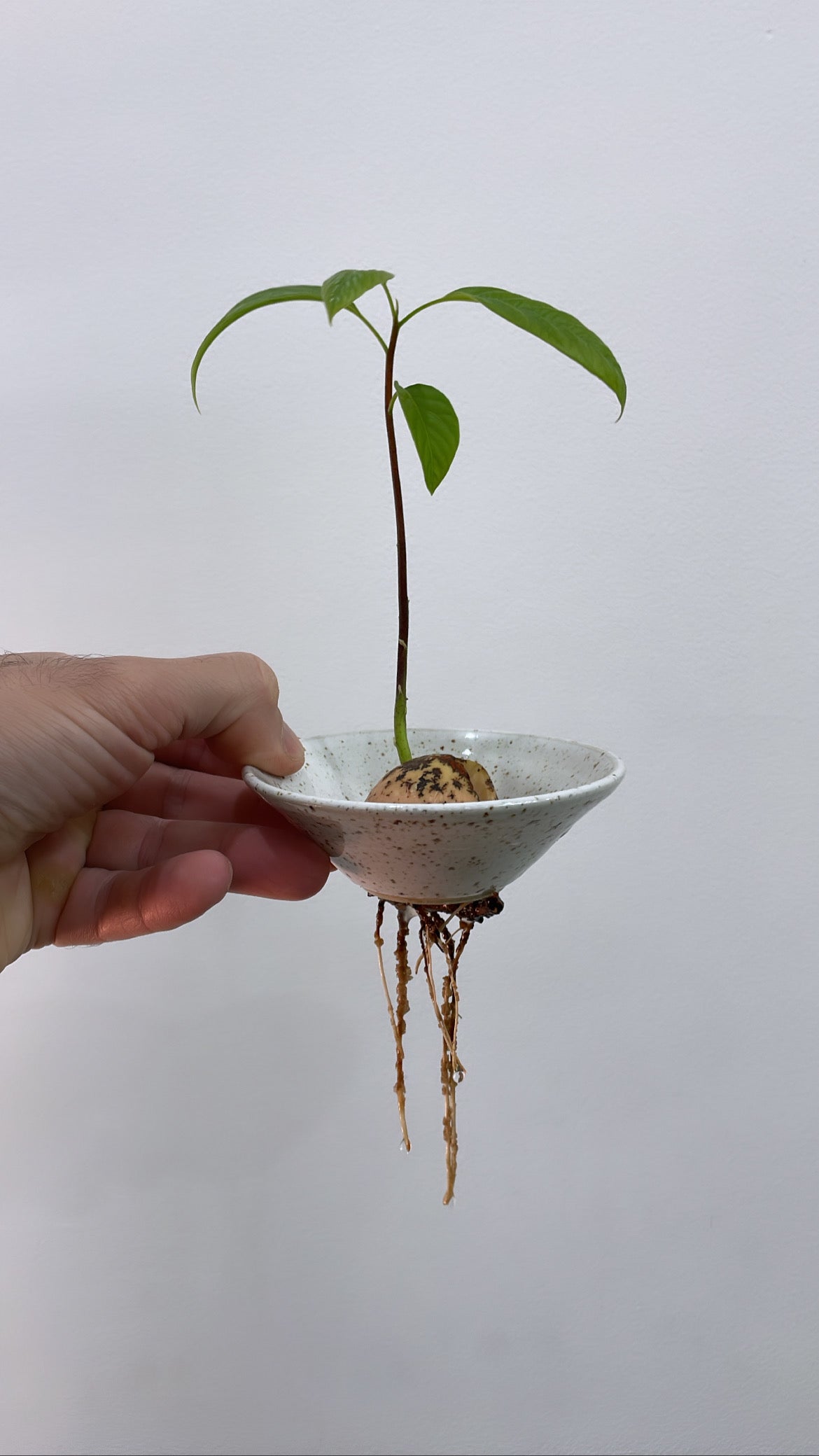 Avocado propagation tray