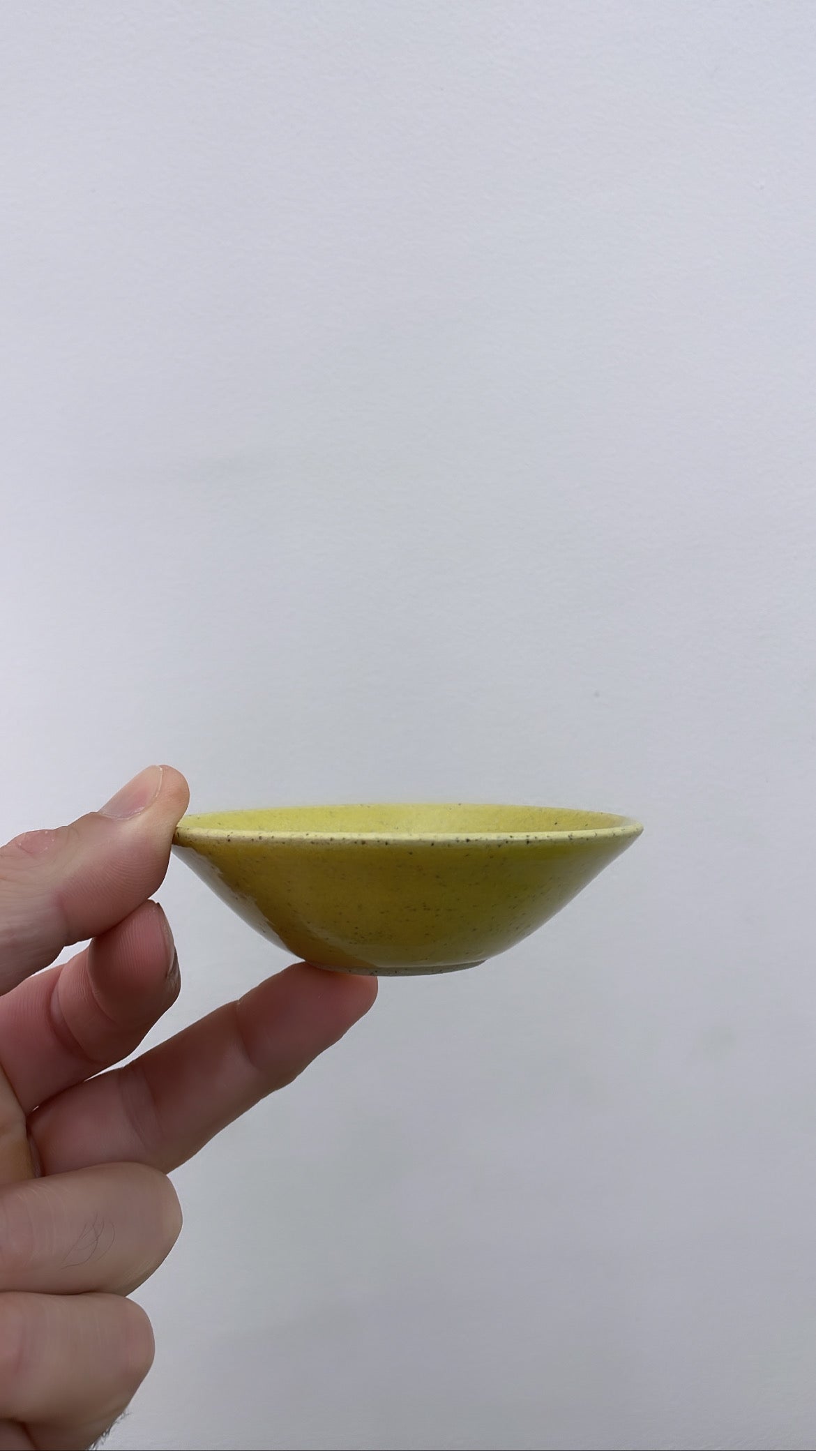 Avocado propagation tray