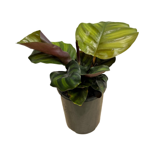 Calathea Fasciata