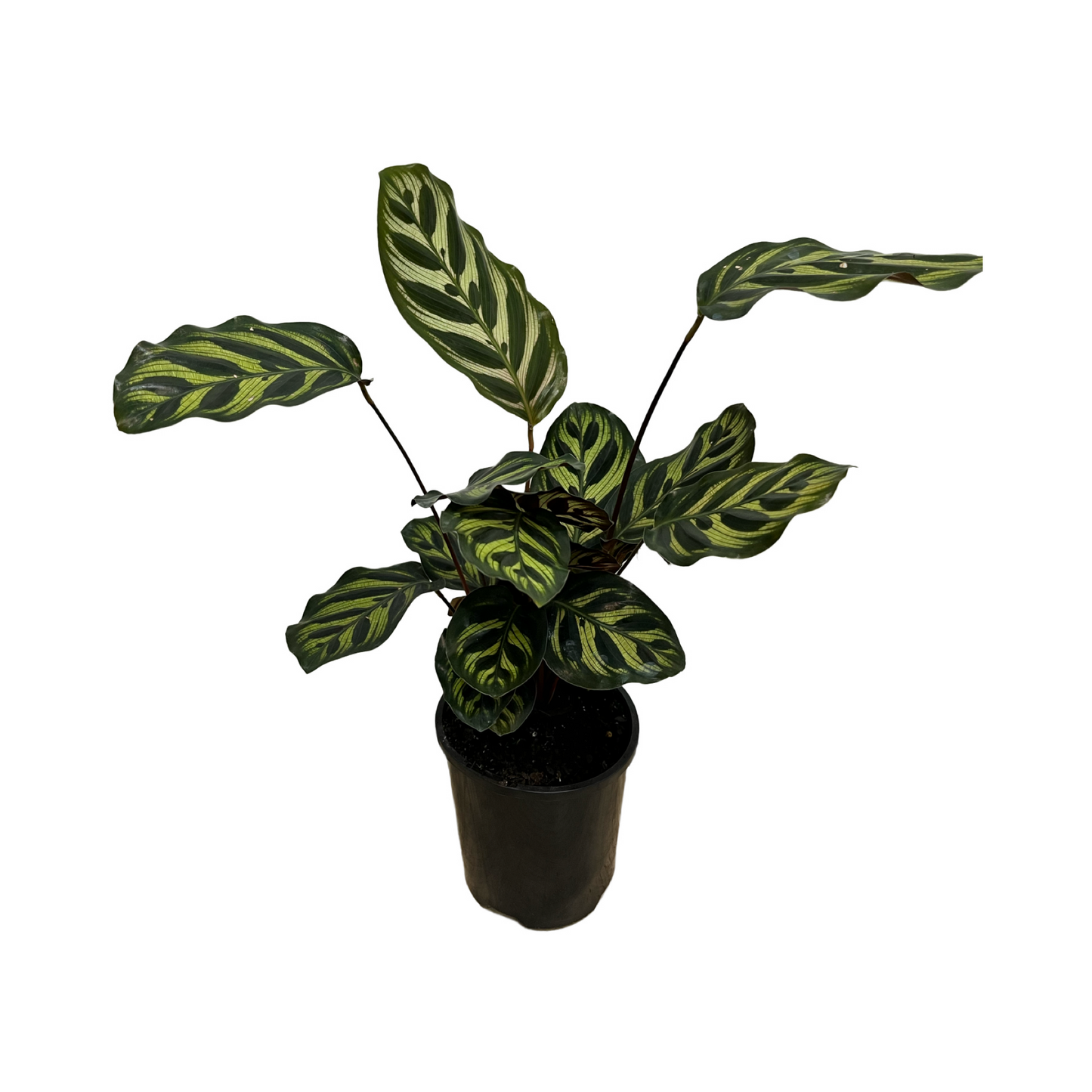 Calathea Makoyana
