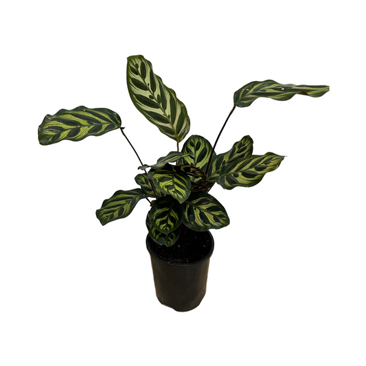 Calathea Makoyana