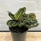 Assorted Calathea Medallion