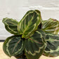 Assorted Calathea Medallion