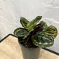 Assorted Calathea Medallion