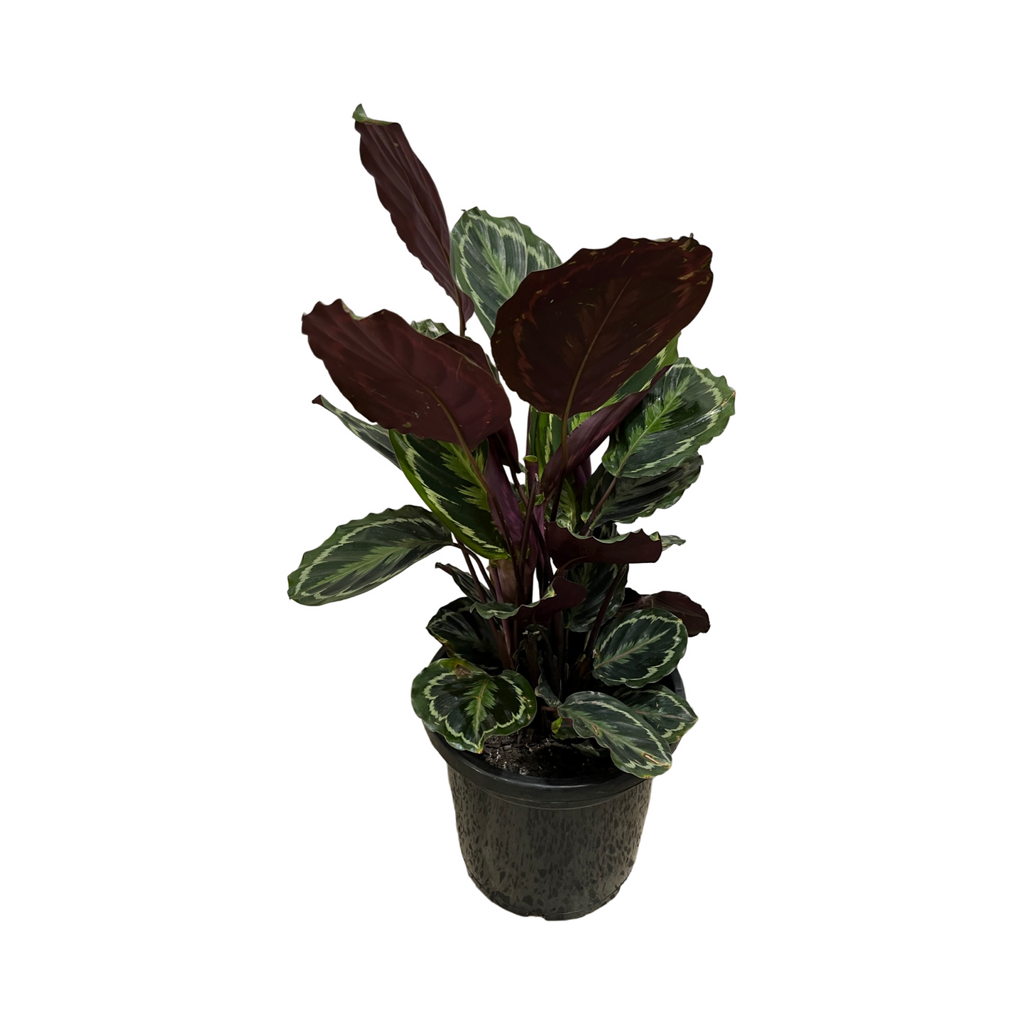 Assorted Calathea Medallion
