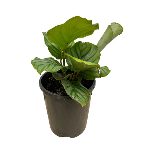 Calathea Orbifolia
