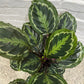 Assorted Calathea Medallion