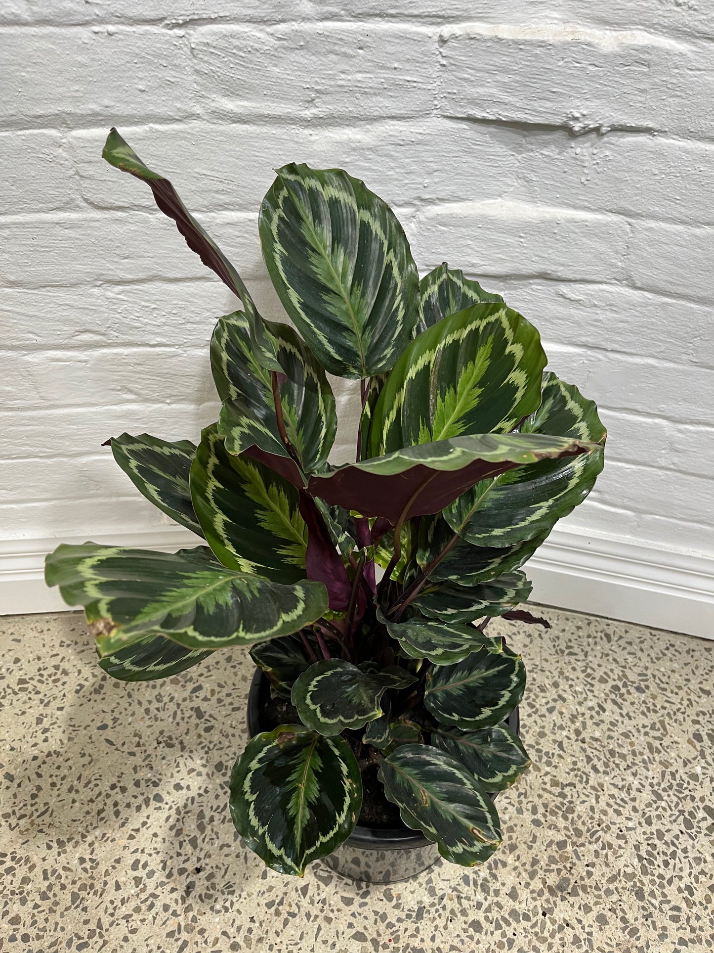 Assorted Calathea Medallion