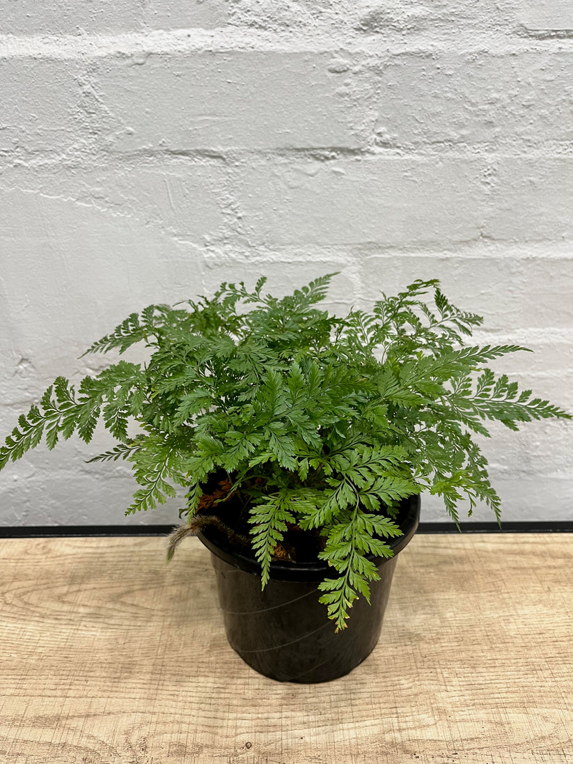 Davallia fejeensis 'Rabbit's Foot fern' 175mm – Plant.addicts.anonymous