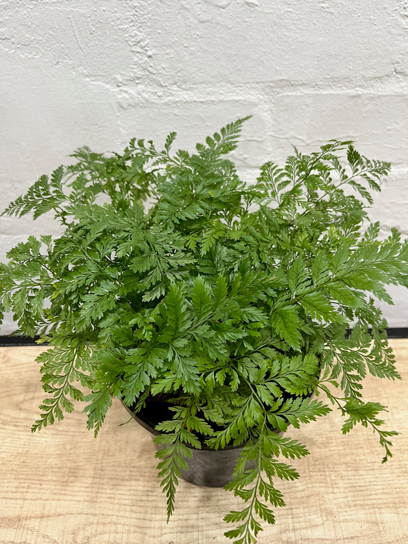 Davallia fejeensis 'Rabbit's Foot fern' 175mm – Plant.addicts.anonymous