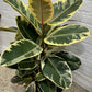 Assorted Ficus elastica Tineke 'Rubber Plant'