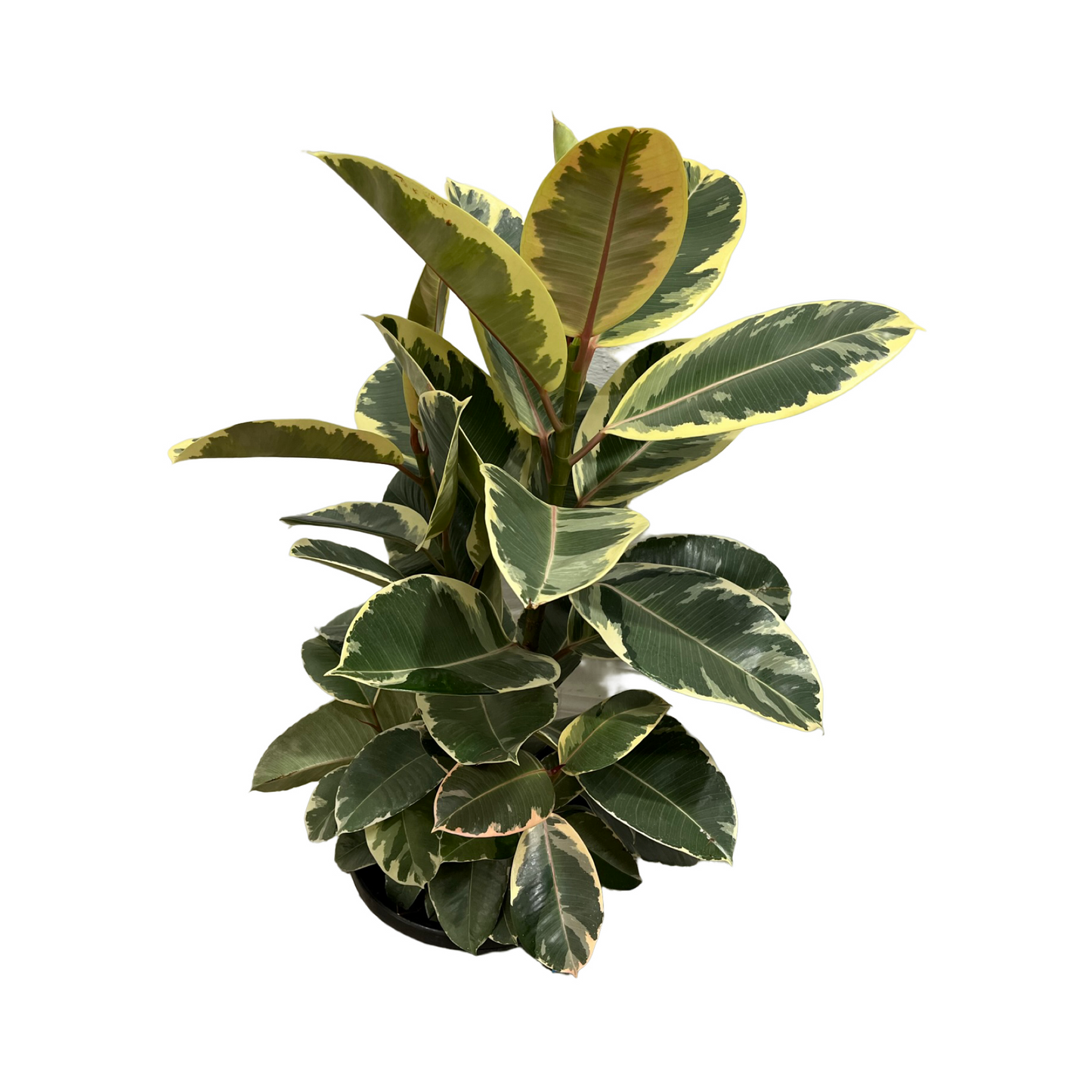 Assorted Ficus elastica Tineke 'Rubber Plant'