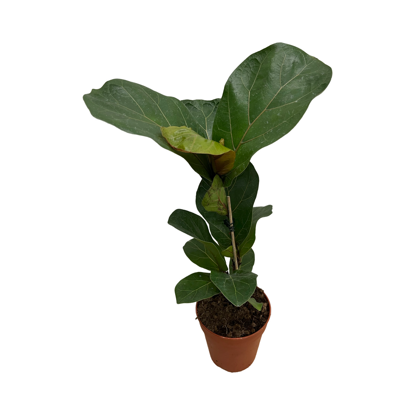 Assorted Ficus lyrata 'Fiddle Leaf Fig'