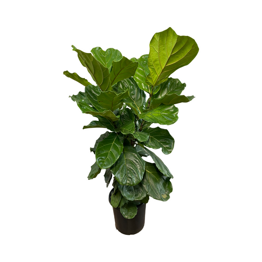 Assorted Ficus lyrata 'Fiddle Leaf Fig'